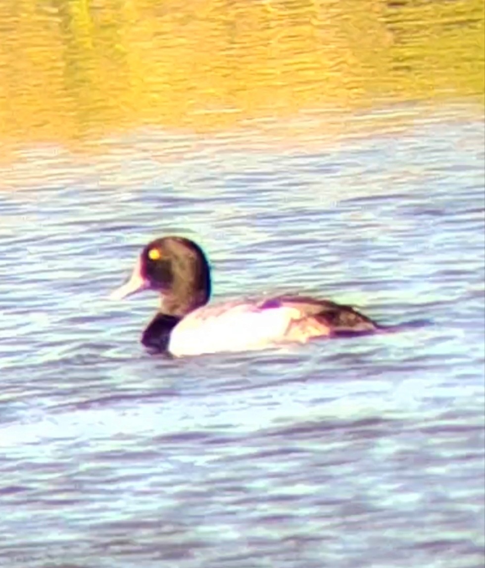 Greater Scaup - ML612001091