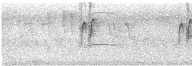 låvesvale (erythrogaster) - ML612001356