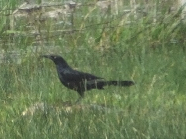 Great-tailed Grackle - ML612001385