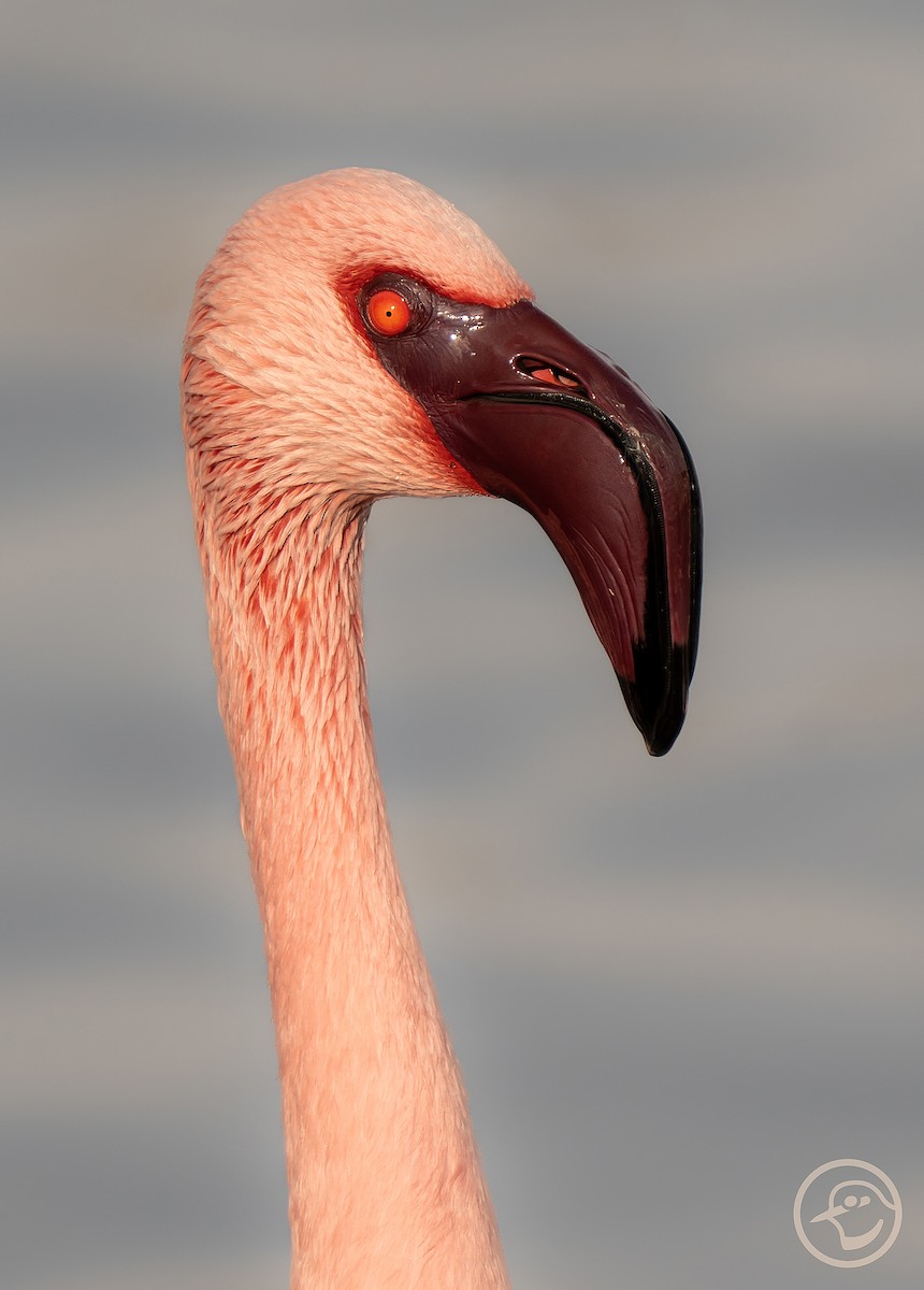 Lesser Flamingo - ML612001496