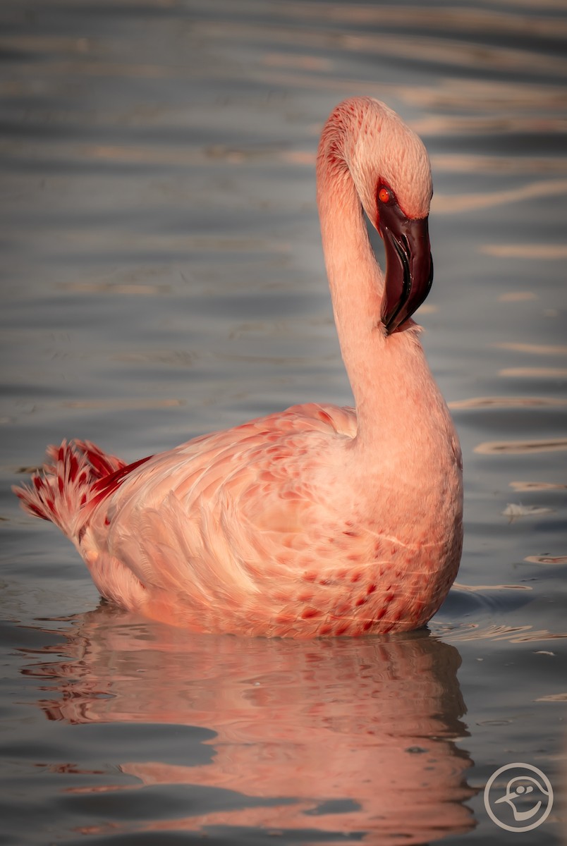 Lesser Flamingo - ML612001501