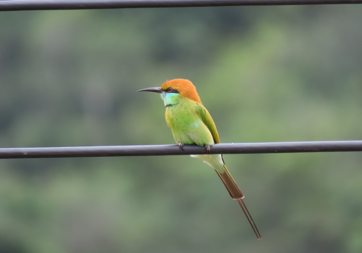 Asian Green Bee-eater - ML612001583
