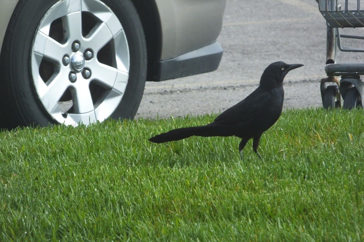 Great-tailed Grackle - ML612001643