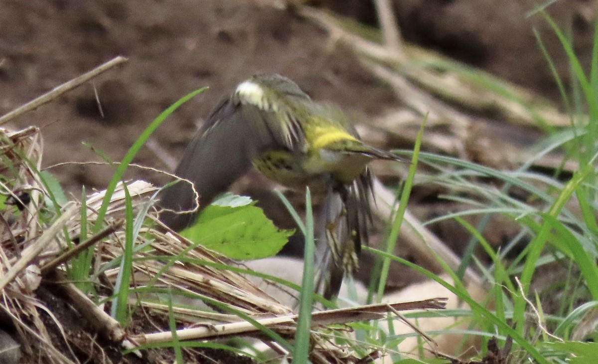 Cape May Warbler - ML612001723