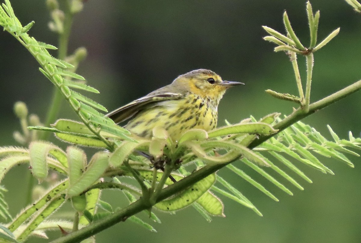 Cape May Warbler - ML612001724