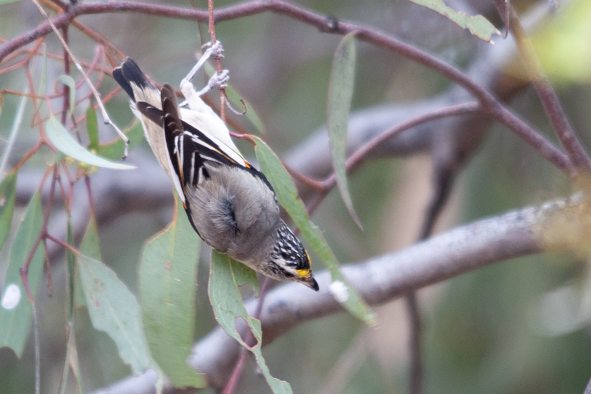 Striated Pardalote (Striated) - Miguel Rouco