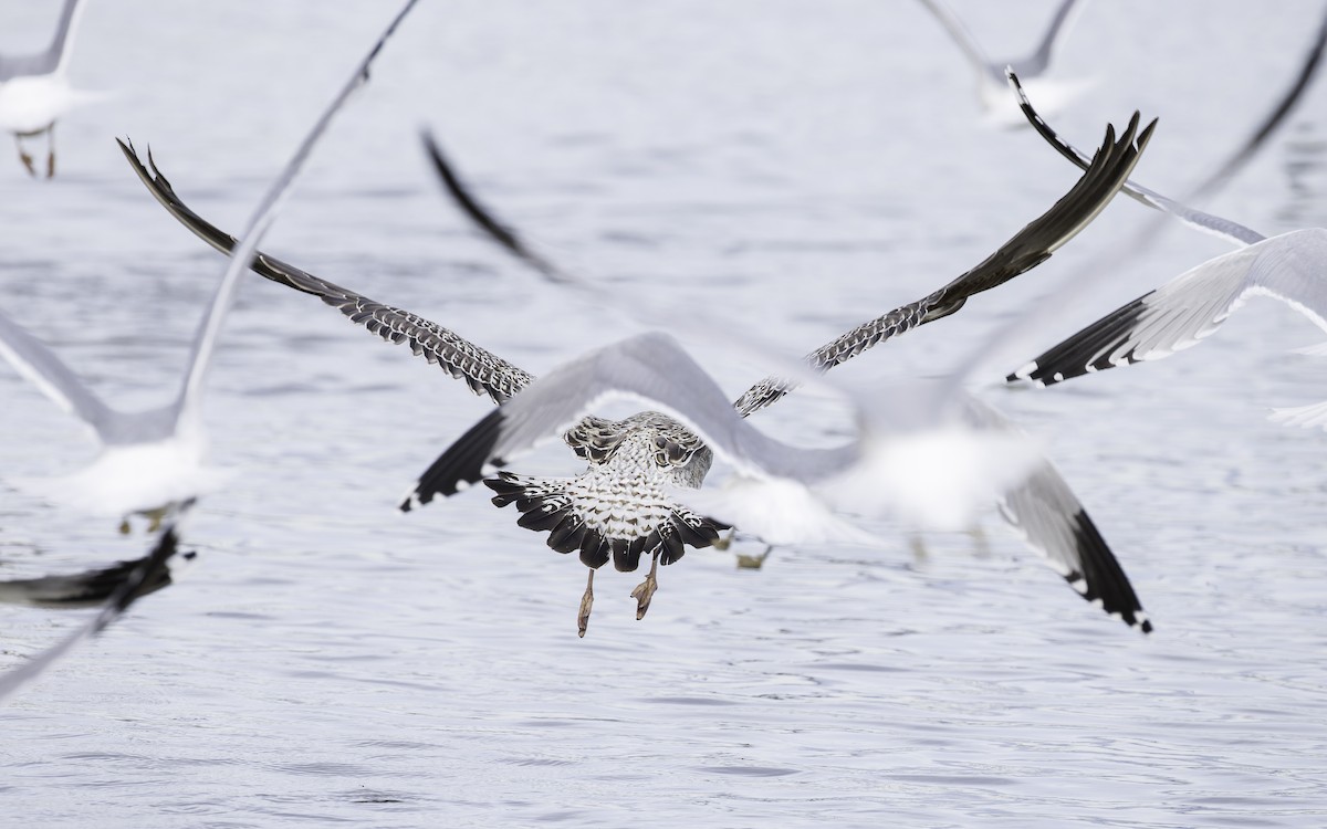 Great Black-backed Gull - ML612001959