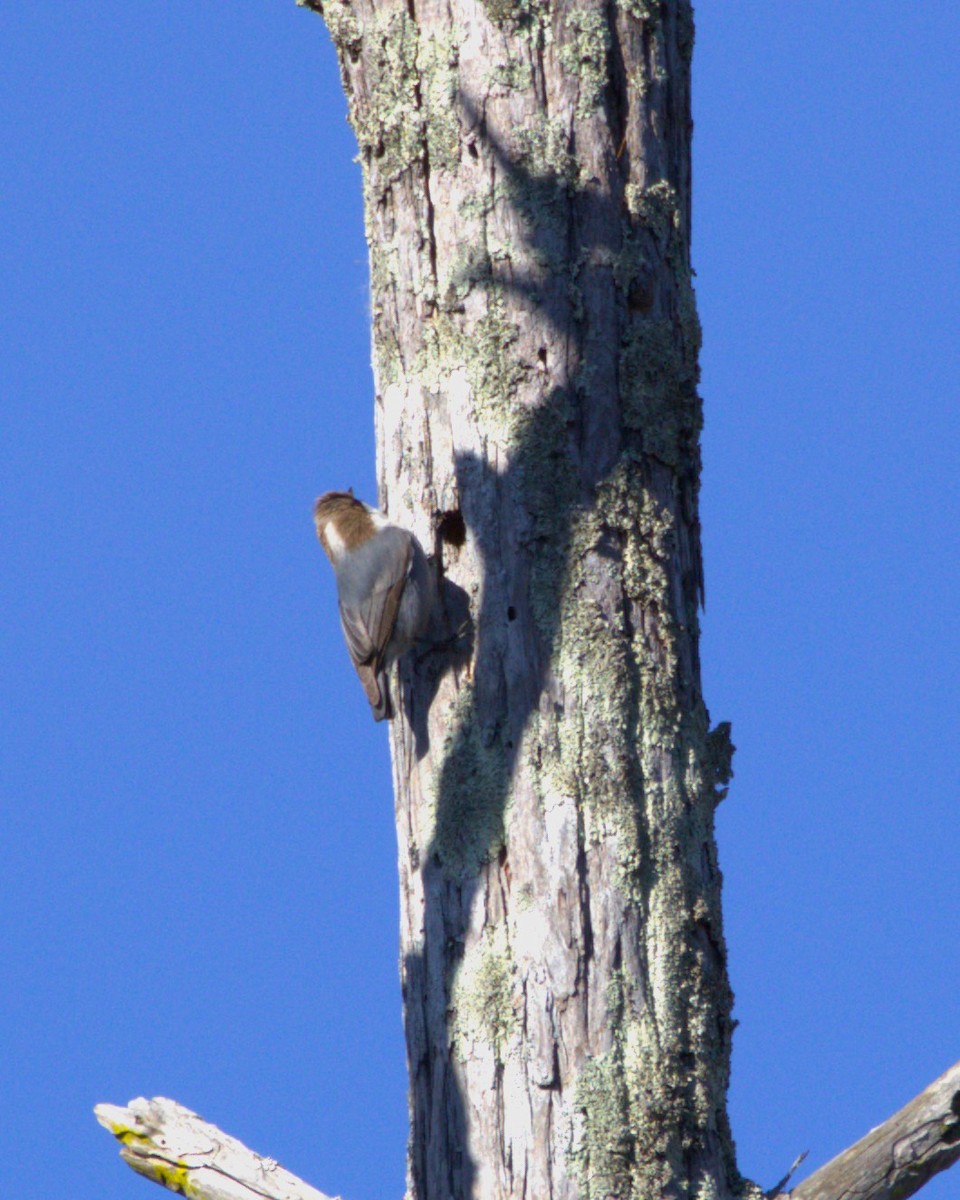 Brown-headed Nuthatch - ML612002429