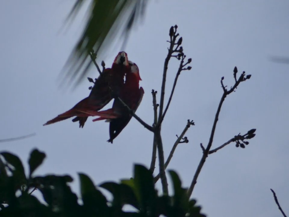 Scarlet Macaw - ML612002439