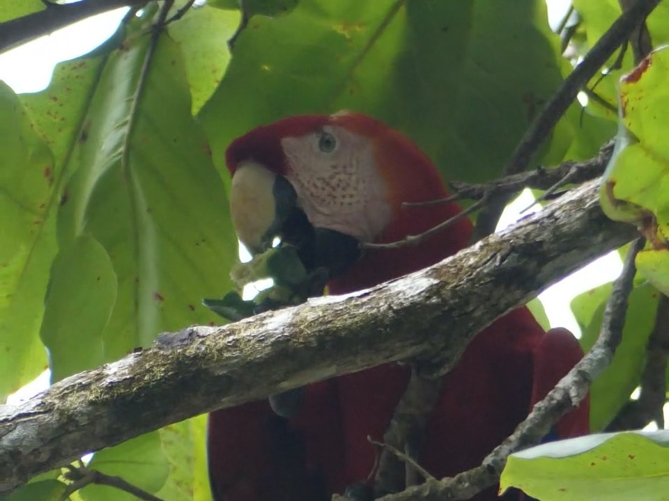 Scarlet Macaw - ML612002448