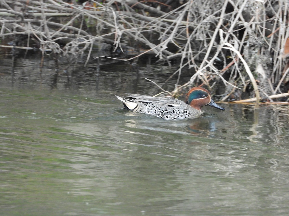 Green-winged Teal - ML612002466
