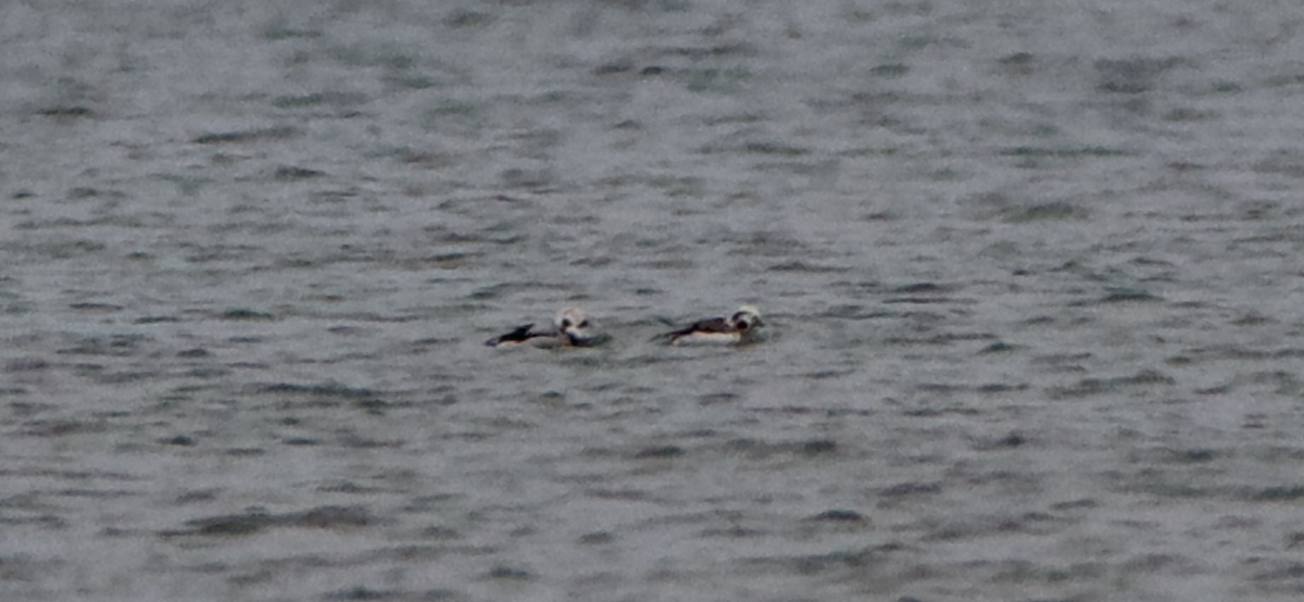 Long-tailed Duck - Jessica D