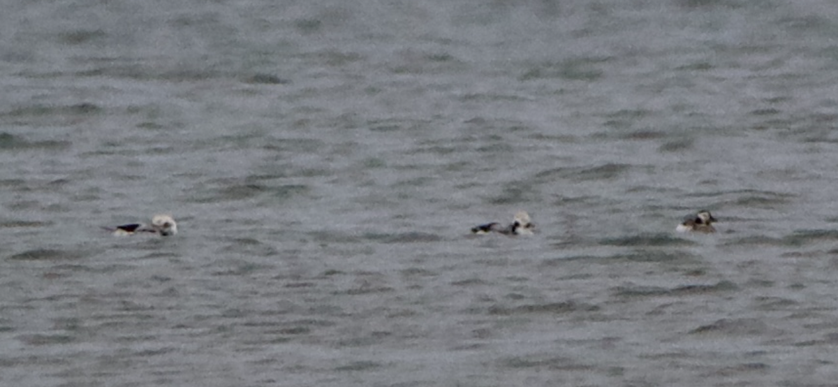 Long-tailed Duck - ML612002595