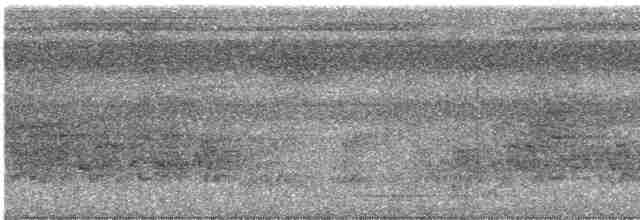 White-throated Tinamou - ML612002610