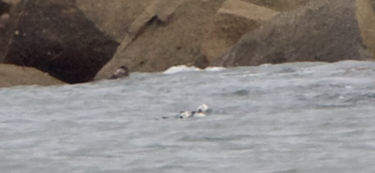 Long-tailed Duck - ML612002660