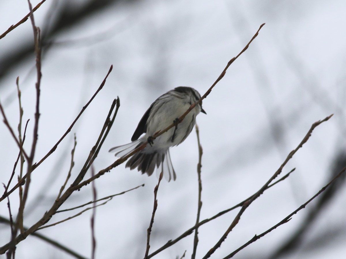 Black-throated Gray Warbler - ML612002668