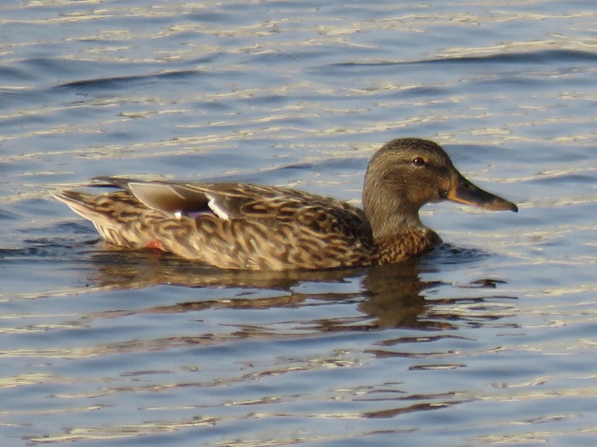 eBird Checklist 21 Jan 2017 Ajman Water Treatment Plant 46 species