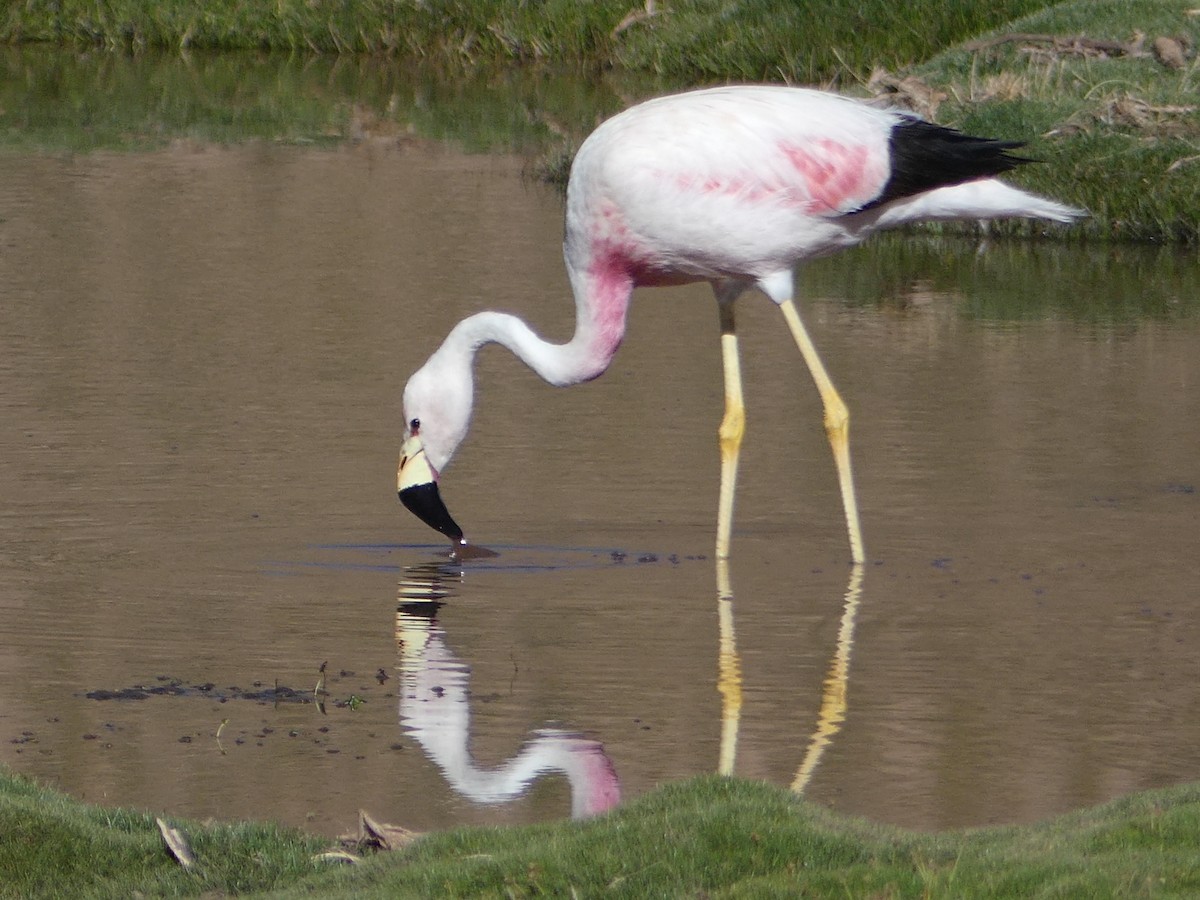 Andean Flamingo - ML612002933