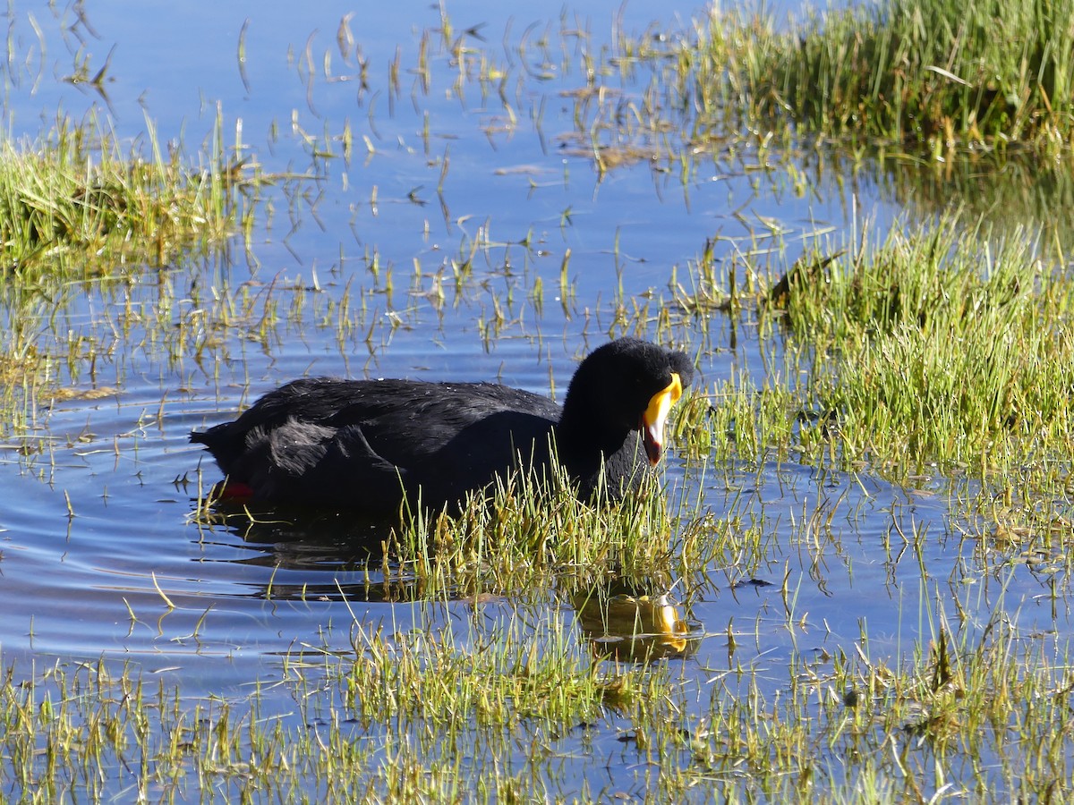 Giant Coot - ML612002936