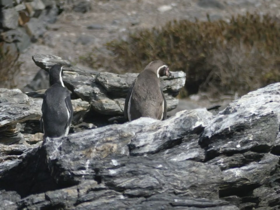 Humboldt Penguin - Willem Van Bergen