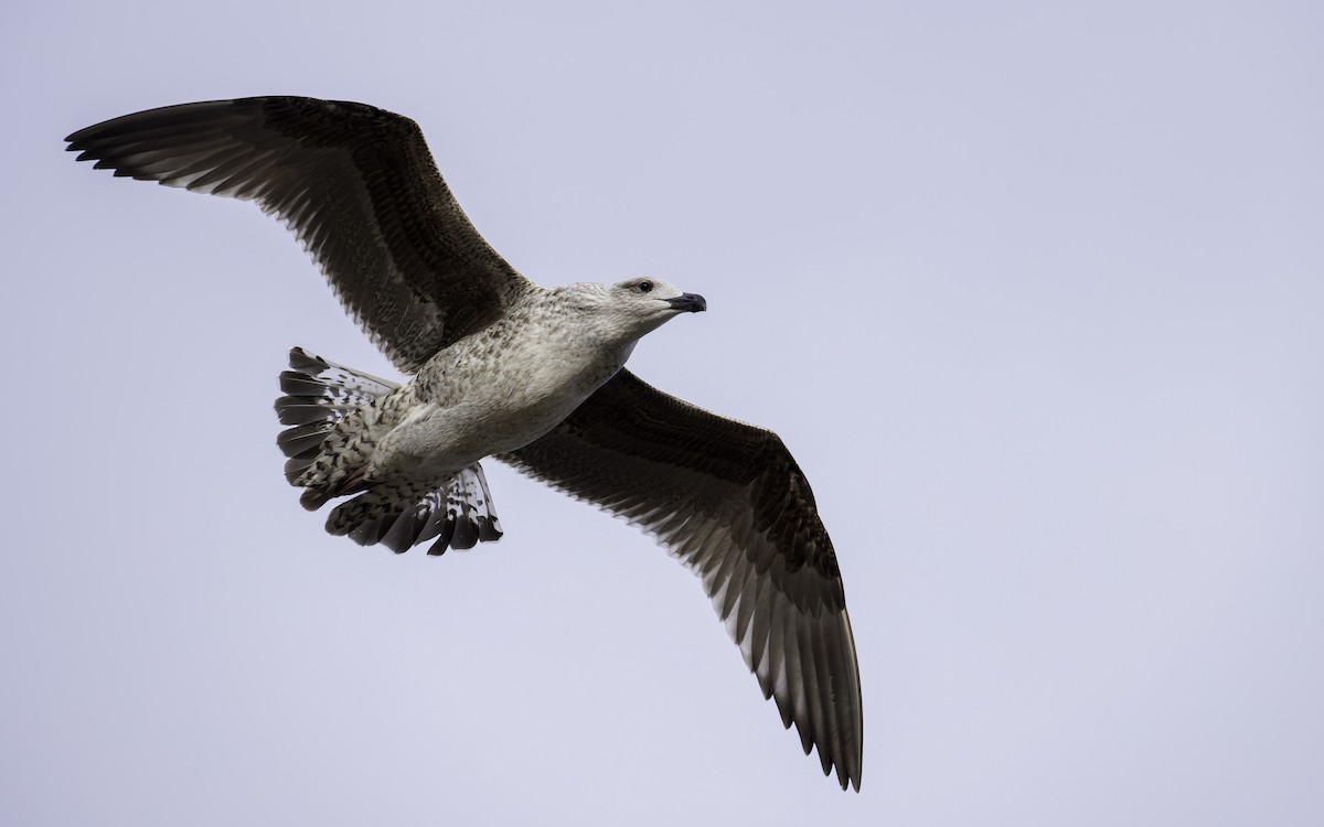 Great Black-backed Gull - ML612003002