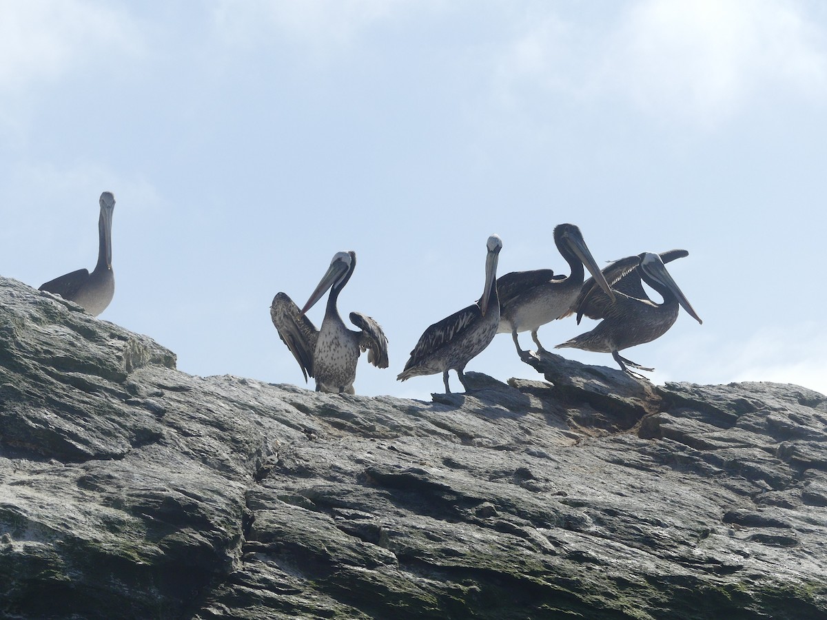 pelikán chilský - ML612003092