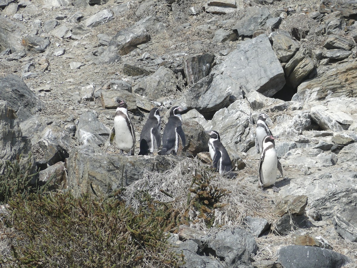 tučňák Humboldtův - ML612003118