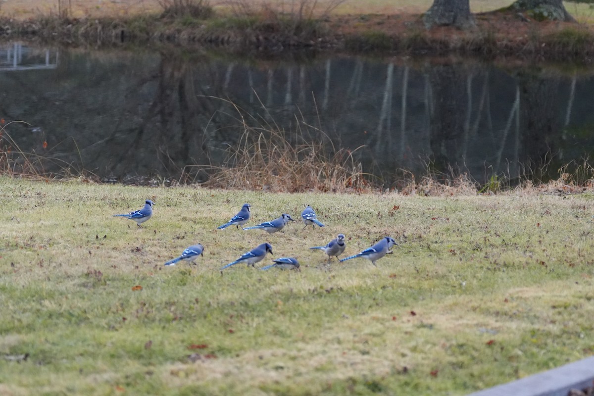 Blue Jay - ML612003422