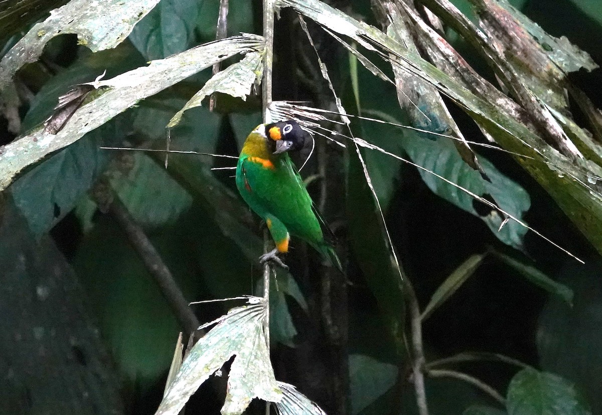 Orange-cheeked Parrot - ML612003446