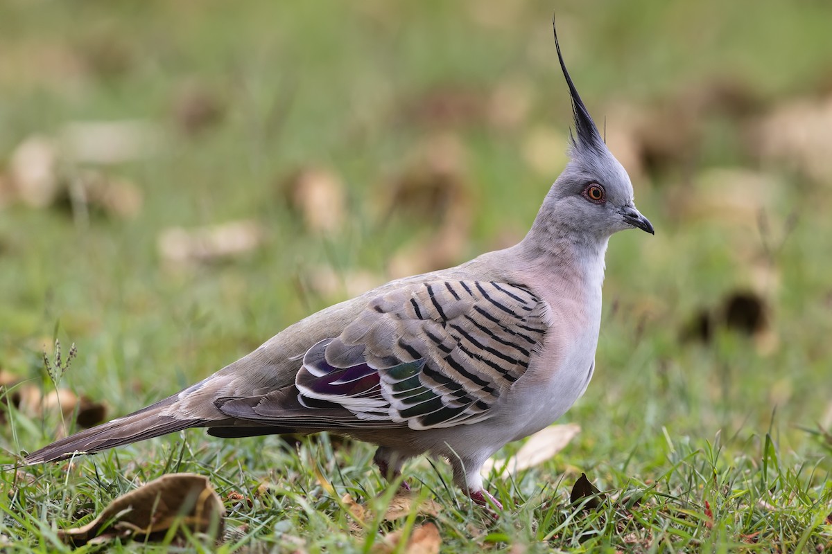 Crested Pigeon - ML612003457