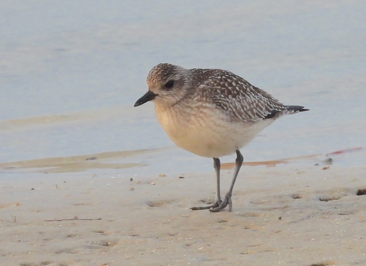 Black-bellied Plover - ML612003458
