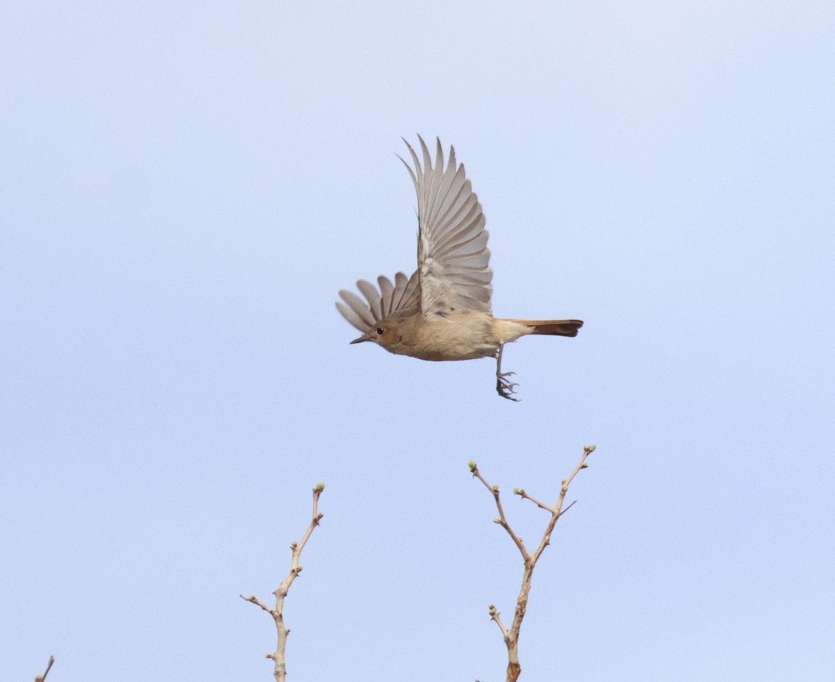Rock Martin - ML612003462