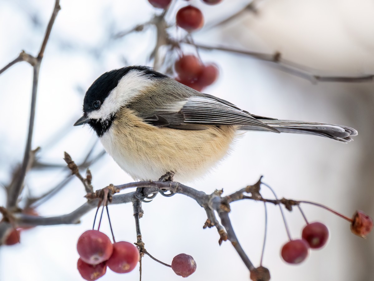 Black-capped Chickadee - ML612004018
