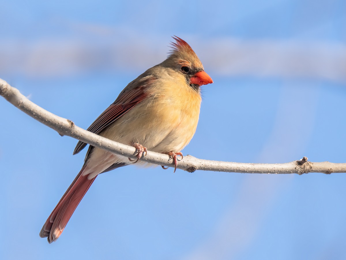Northern Cardinal - ML612004043