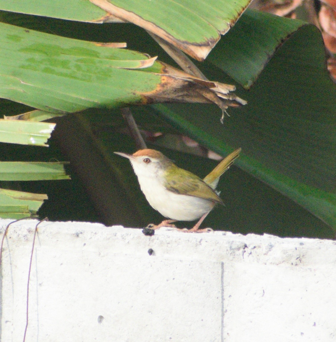 Common Tailorbird - KUNAPARAJU SHANMUKHA VARMA