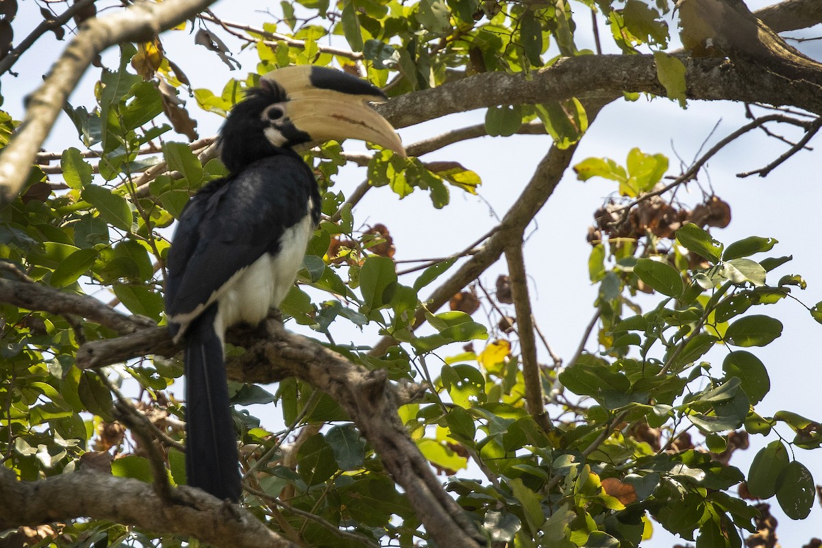 Malabar Pied-Hornbill - Bopanna Pattada