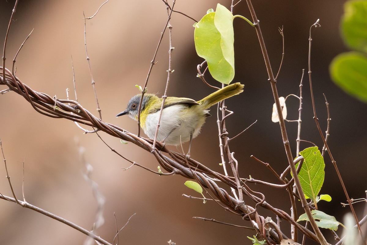 Yellow-breasted Apalis - ML612005074