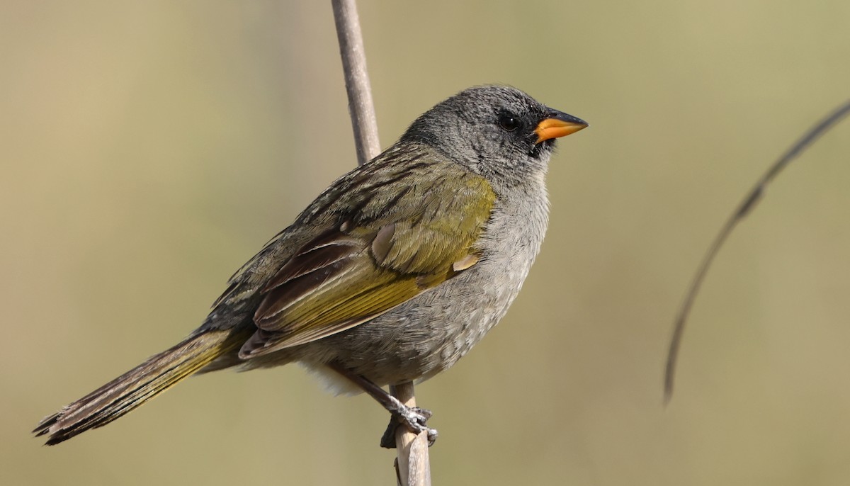 Great Pampa-Finch (Eastern) - ML612005448