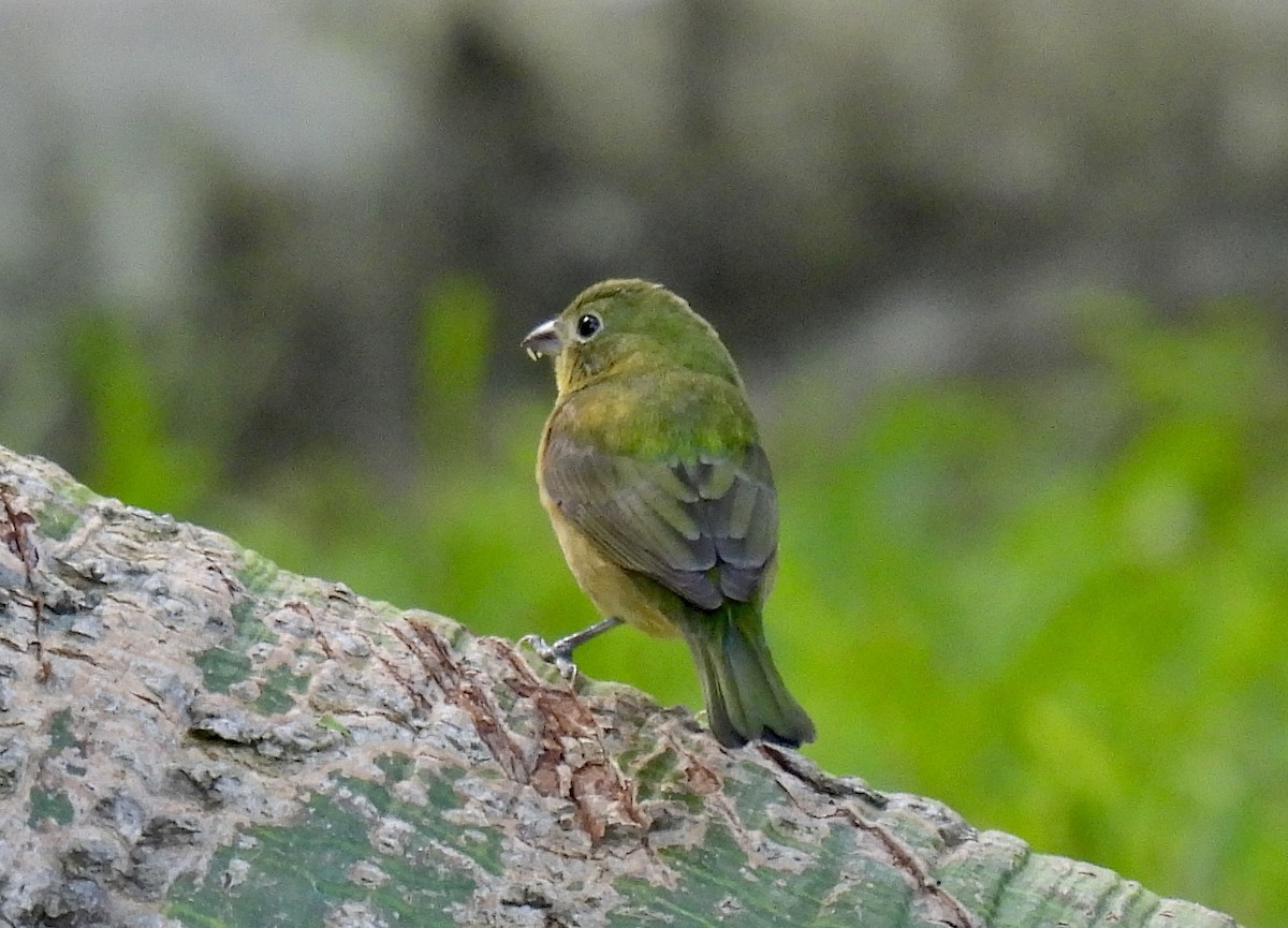 Painted Bunting - Louise Duguay