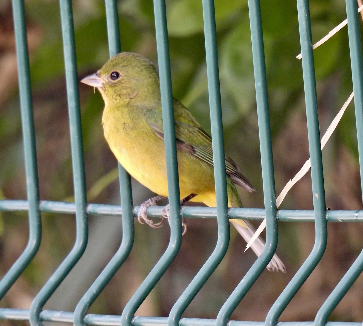 Painted Bunting - ML612005509