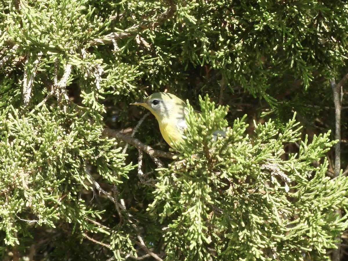 Northern Parula - ML612005704