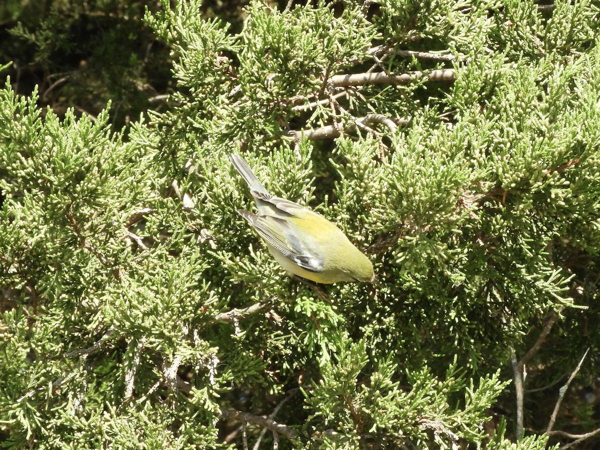 Northern Parula - ML612005707