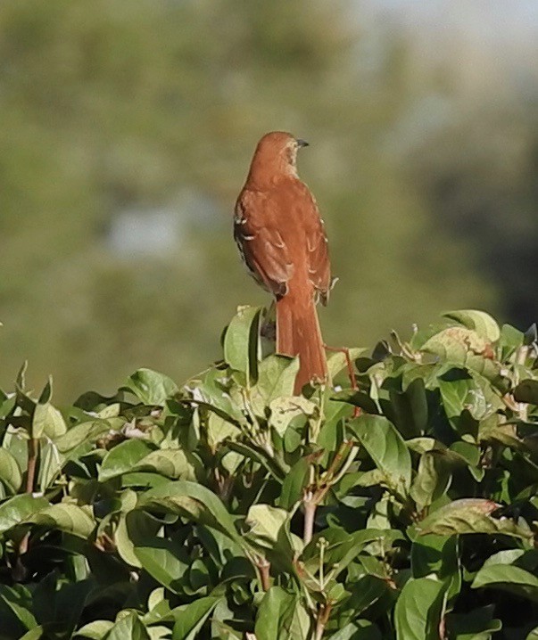 Brown Thrasher - ML612005889