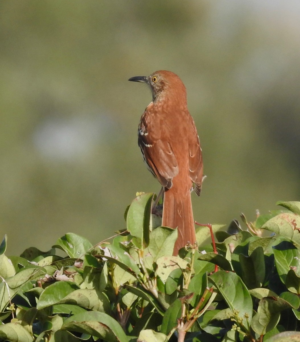 Brown Thrasher - ML612005890