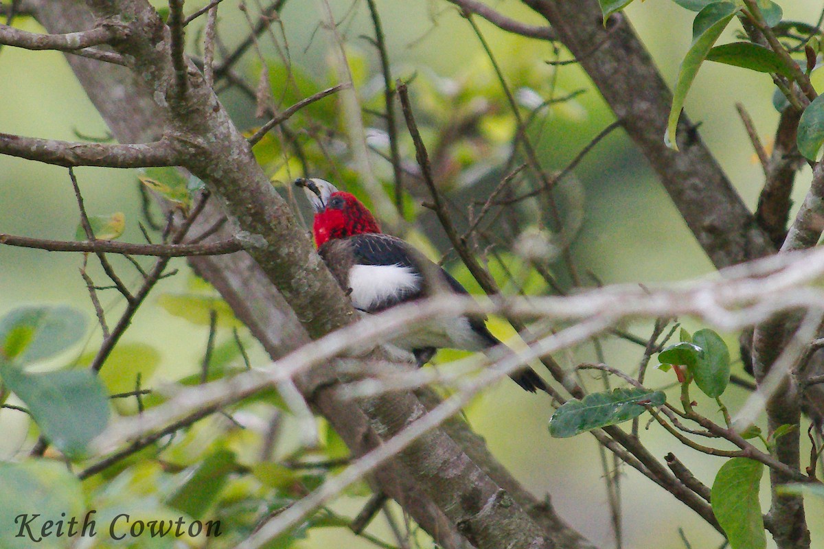 Brown-breasted Barbet - Keith Cowton