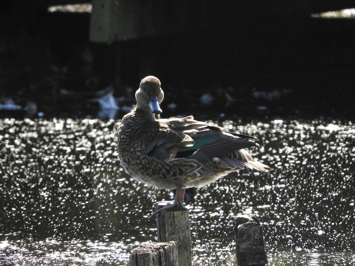 Green-winged Teal - ML612006093
