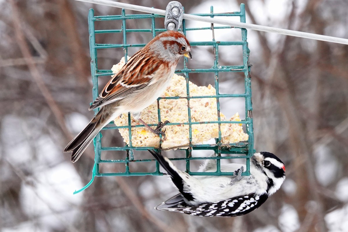 eBird Checklist 8 Dec 2023 Boisé SteDorothée 12 species