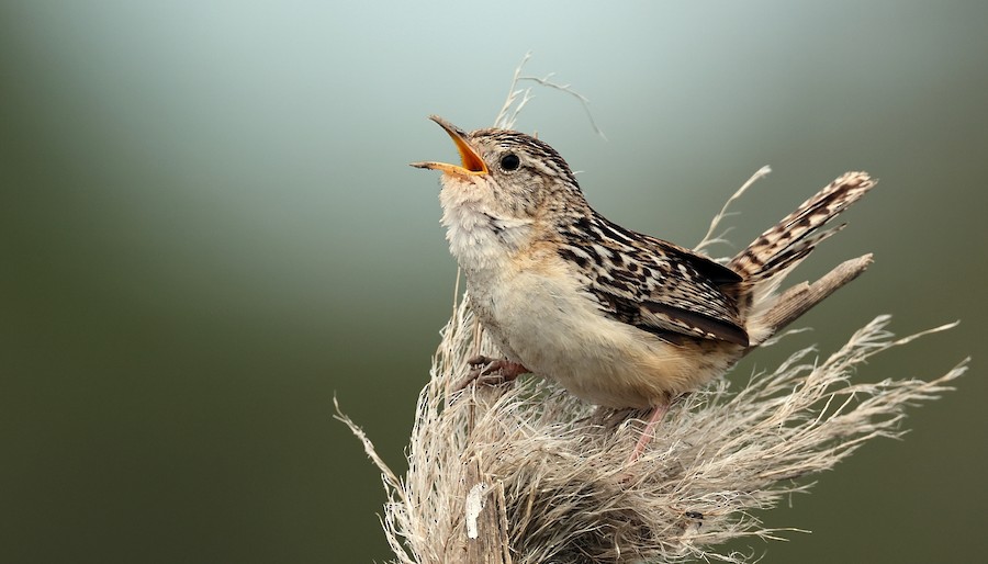 Saltapared Sabanero (platensis/polyglottus) - eBird