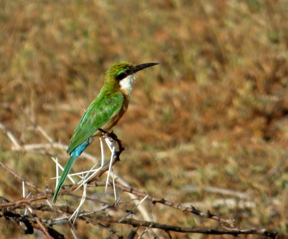 Somali Bee-eater - ML612006348