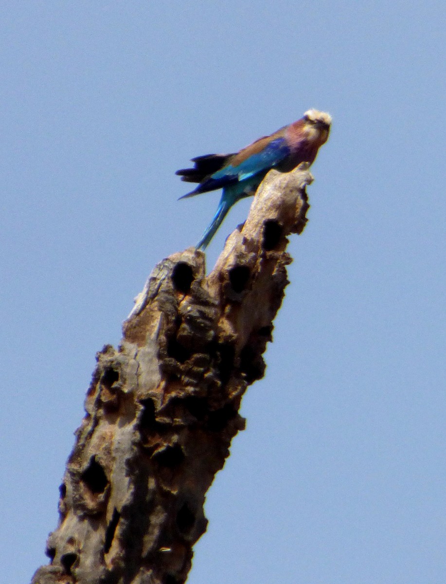 Lilac-breasted Roller - ML612006363